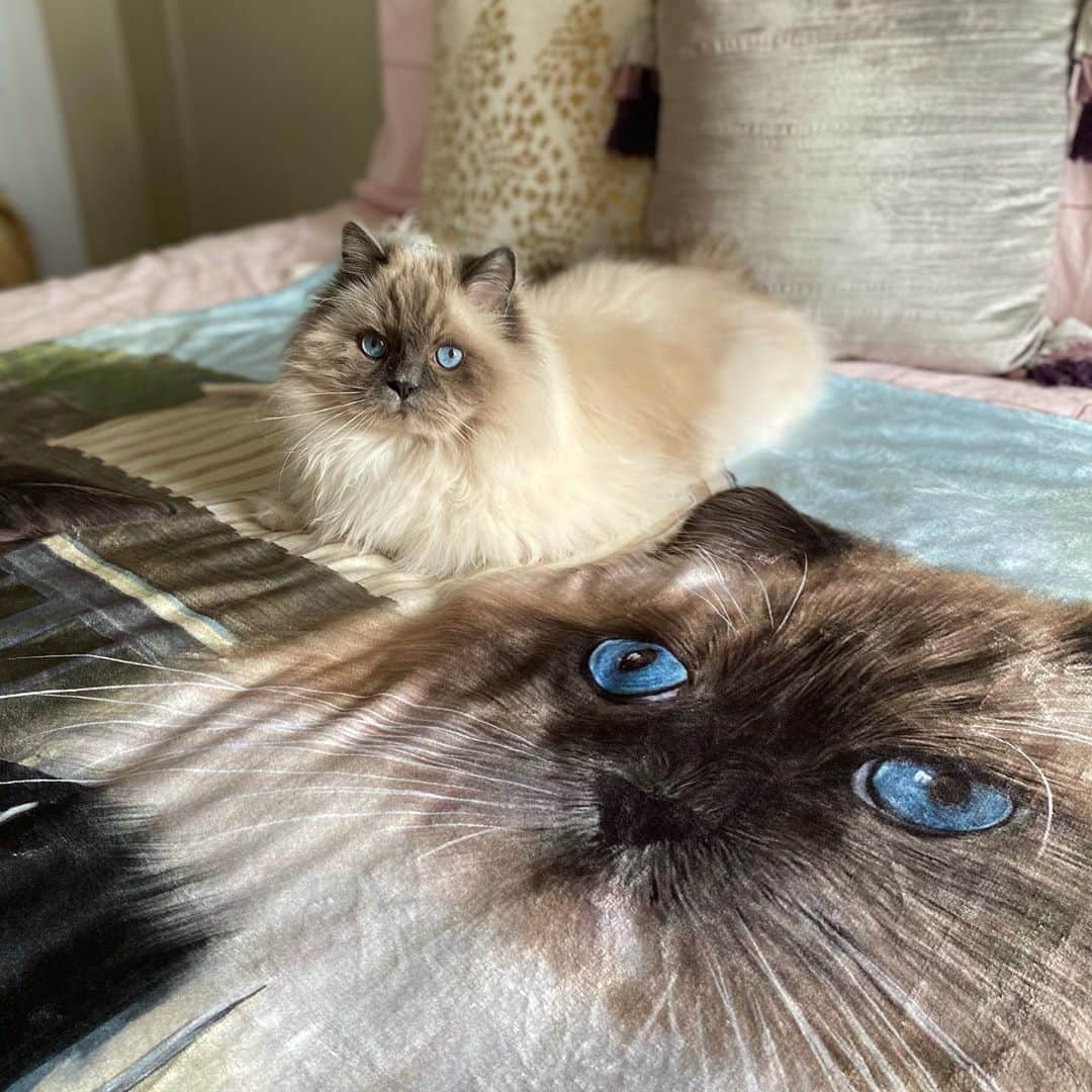 のインスタグラム：「@crownandpaw sent us some of their new items and I really can’t wait to curl up with George and Wheezy this winter! 😻 Use code CPTINA15 to save some money on your order today! 🙌🏻」