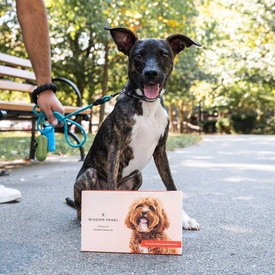 The Dogistさんのインスタグラム写真 - (The DogistInstagram)「GIVEAWAY: GUESS THAT DOG BUTT with @wisdompanel! – Boris, mix (6 m/o), McCarren Park, Brooklyn, NY • “He’s like an old man. If I make a noise while he’s sleeping he lets out a big sigh, like ‘do not disturb me’.” • We’re teaming up with #WisdomPanel to celebrate rescue pups like Boris! We’re giving away three DNA kits so you can find out your dog’s breed breakdown too – how to enter: follow @wisdompanel and guess Boris’s breeds below! We’ll be posting the answer AND giveaway winners in stories on Friday. What’s your guess?  No purchase necessary. This giveaway is not affiliated with Instagram in any way. Giveaway ends on Thursday at 11:59pm EST.」10月20日 4時21分 - thedogist