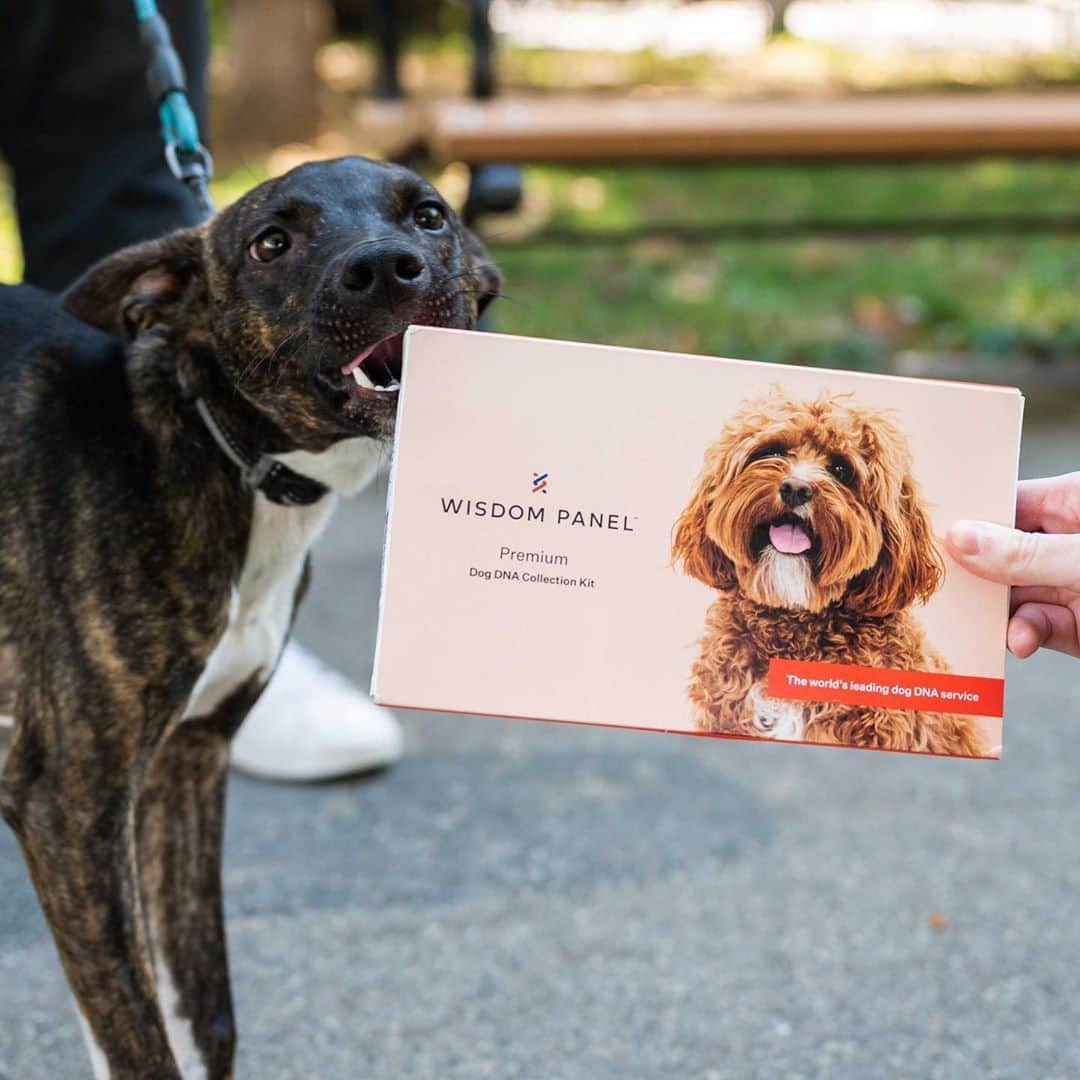 The Dogistさんのインスタグラム写真 - (The DogistInstagram)「GIVEAWAY: GUESS THAT DOG BUTT with @wisdompanel! – Boris, mix (6 m/o), McCarren Park, Brooklyn, NY • “He’s like an old man. If I make a noise while he’s sleeping he lets out a big sigh, like ‘do not disturb me’.” • We’re teaming up with #WisdomPanel to celebrate rescue pups like Boris! We’re giving away three DNA kits so you can find out your dog’s breed breakdown too – how to enter: follow @wisdompanel and guess Boris’s breeds below! We’ll be posting the answer AND giveaway winners in stories on Friday. What’s your guess?  No purchase necessary. This giveaway is not affiliated with Instagram in any way. Giveaway ends on Thursday at 11:59pm EST.」10月20日 4時21分 - thedogist