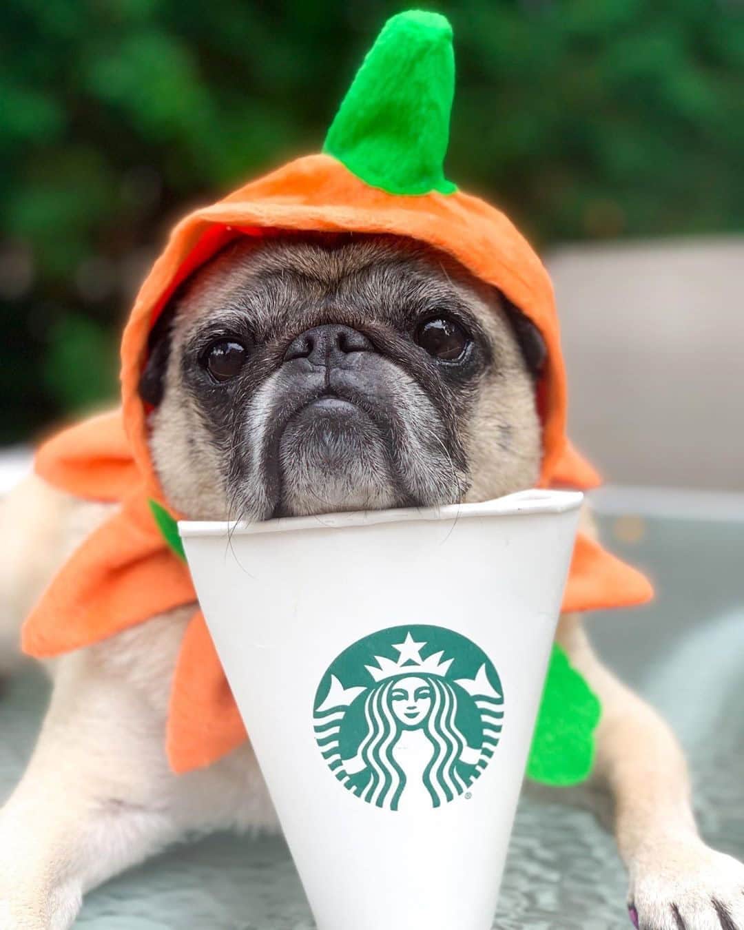 のインスタグラム：「Sometimes, you need to pugkin spice up your life ☕️ Leave a 😍 if this just made your Monday a whole lot better ⬇️ #Regram @miss.picklesthepug」