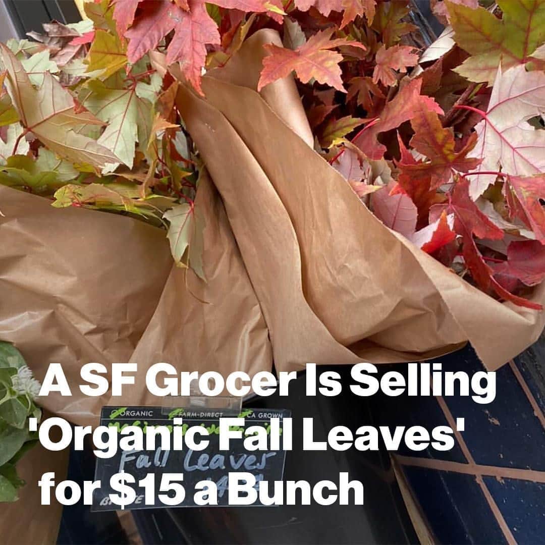 VICEさんのインスタグラム写真 - (VICEInstagram)「For the low price of a month of Netflix, shoppers in Northern California who don't feel like making the drive to see the leaves change color can get an eyeful in the produce section of a San Francisco supermarket. ⁠ ⁠ Two Bi-Rite locations in the city are selling brown-paper-wrapped bundles of fall leaves, and for $14.95, you can have around two handfuls' worth of seasonally appropriate plant refuse. Spending $15 on what's essentially compost material would seem ridiculous if there weren't SO MANY THINGS that you could use those leaves for: You can throw them in the air and briefly experience what it's like to be in a Hallmark movie. You can arrange them on the counter to give the kitchen a vibe that says either "quirky craft project" or "disused picnic shelter." Or you can carefully press them in a scrapbook, so you'll have a visual aid when your future children ask what 'depression' means. ⁠ ⁠ Truly, the options are endless. ⁠ ⁠ Link in bio. ⁠ 📸: PHOTO: EMILY IVERSON」10月20日 5時01分 - vice