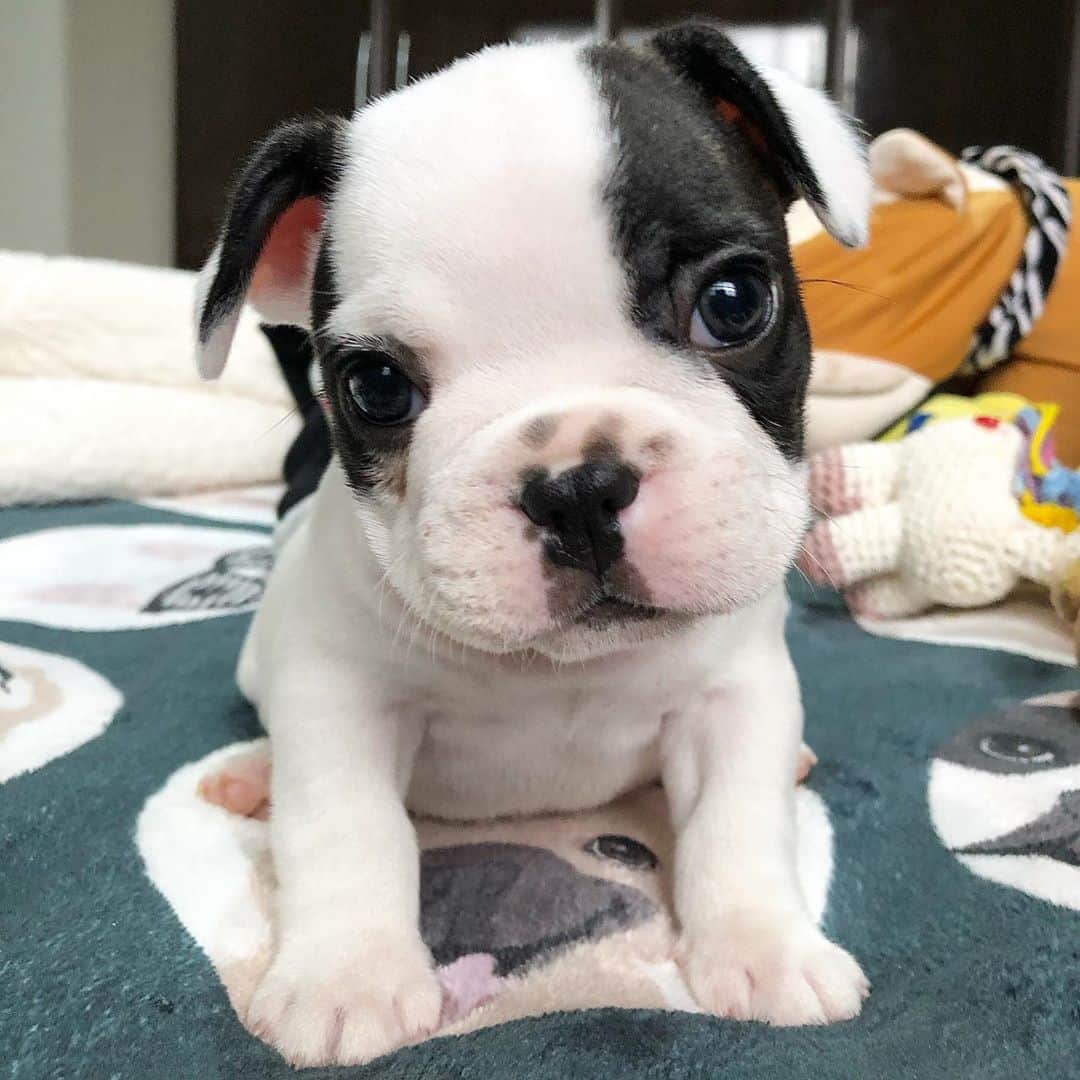 のインスタグラム：「Anyone want to play with me? 🐾💙 #frenchie #frenchies1 #frenchbulldog #cutepuppies #pet #bulldog #socute #puppyeyes」