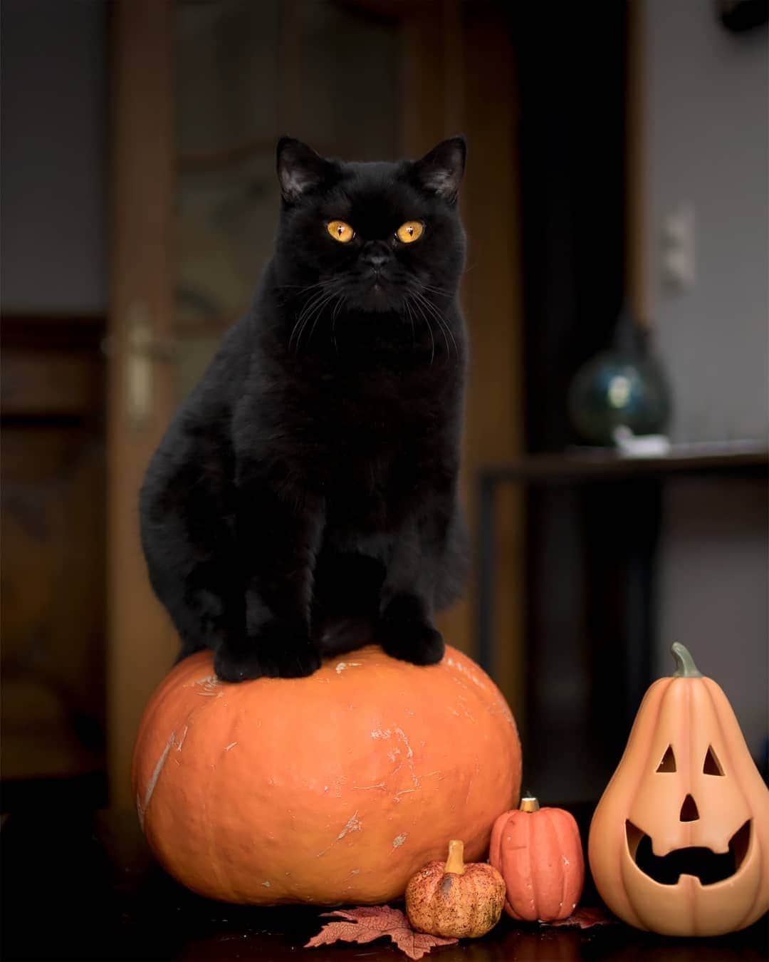 のインスタグラム：「Born to be spoopy 🎃⠀ ⠀ 🎃@madfluffs⠀ ⠀ Hashtag #9GAGHalloween on your cat’s Halloween photos/videos and get a chance to be featured on @9GAG, and @Meowed!⠀⠀⠀⠀ ⠀ #meowed #madfluffs #blackcat #BSH #britishshorthair #Halloween #Halloween2020 #MH2020 #9GAGHalloween #Boo #👻 #🎃」