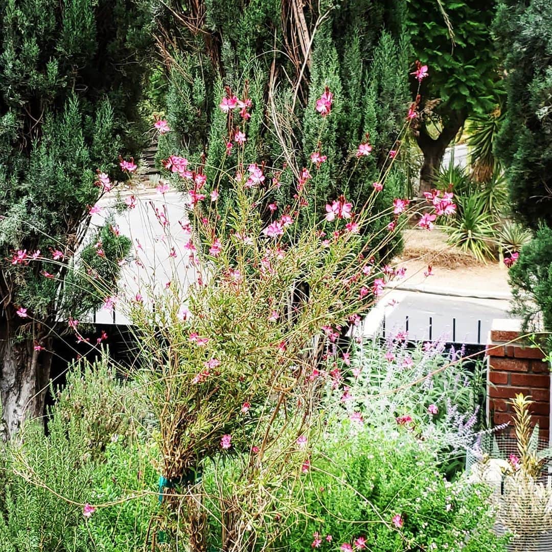 のインスタグラム：「LOVE THE UNTAMED PINK LADY🌷🌷🌷🌷 #GASOLINEGARDEN #ILOVEGARDENS #GARDENSRULE #GARDENCHURCH #GARDENPARTY #GARDENMAGIC #AVANTGARDEN #GARDENS #GARDENGANGSTER #GARDEN #GRADENLIFE #GARDENER #GARDENTIME  #GARDENING #VEGETABLEGARDEN #FLOWERS #SUCCULENTS  #PLANTS  #CACTUS #AYEARINFLOWERS  #shadowhills  #THANKYOU  @gasolineglamour  #GASOLINEGLAMOUR #PLANTSOMESHIT  #GROWSOMESHIT  @nicksnursery  #NICKSNURSERY」