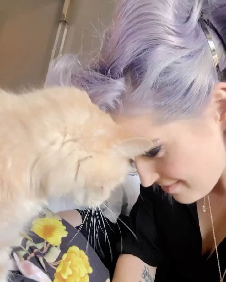 ケリー・オズボーンのインスタグラム：「To all of you that have been asking for an update on Valentino who has now affectionately been renamed Mr. boogie. He has gained a pound. He is eating two times a day which is huge for him. His favorite thing in the afternoon is to watch @kellyclarksonshow on my bed!!! (I actually think you can hear it I’m the back ground lol) he really has settled in as part of the family I can’t even remember what it was like before @catsofsanbernardino brought him into my life!!!! Fuuuuuuck I love him so much!! 💜💜💜💜💜」