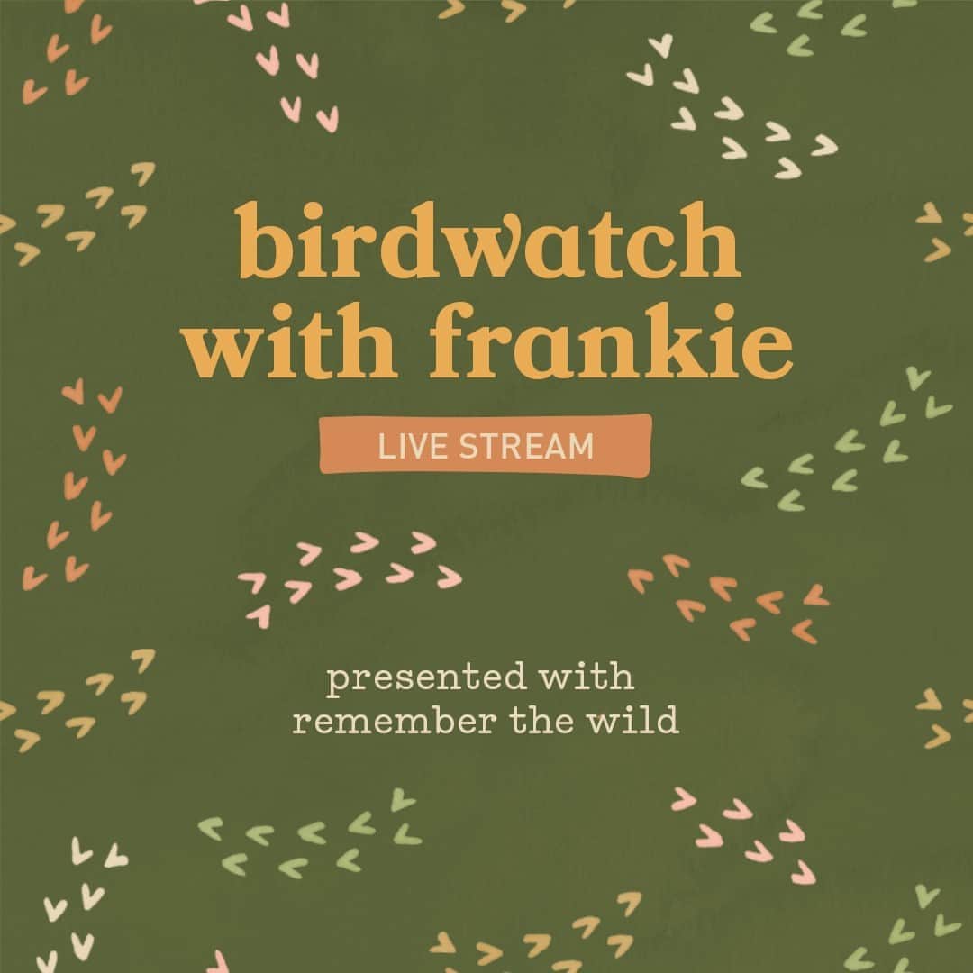 frankie magazineさんのインスタグラム写真 - (frankie magazineInstagram)「hoo boy, we've been itching to tell you all about our very special live stream in honour of #nationalbirdweek! ⁠ ⁠ together with our nature-loving pals at @rememberthewild, we're hosting a whole week of (virtual) birdwatching. ⁠ ⁠ tune in to catch a cute glimpse of the goings-on inside the nests of dusky woodswallows, crested pigeons, willy wagtails and brown treecreepers.⁠ ⁠ head over to frankie.com.au (link in our bio), stat!」10月20日 7時54分 - frankiemagazine