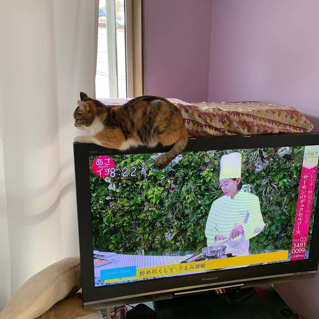 Kachimo Yoshimatsuさんのインスタグラム写真 - (Kachimo YoshimatsuInstagram)「テレビの上ニャウ！ #うちの猫ら #castella #猫 #ねこ #cat #ネコ #catstagram #ネコ部 http://kachimo.exblog.jp」10月20日 8時24分 - kachimo