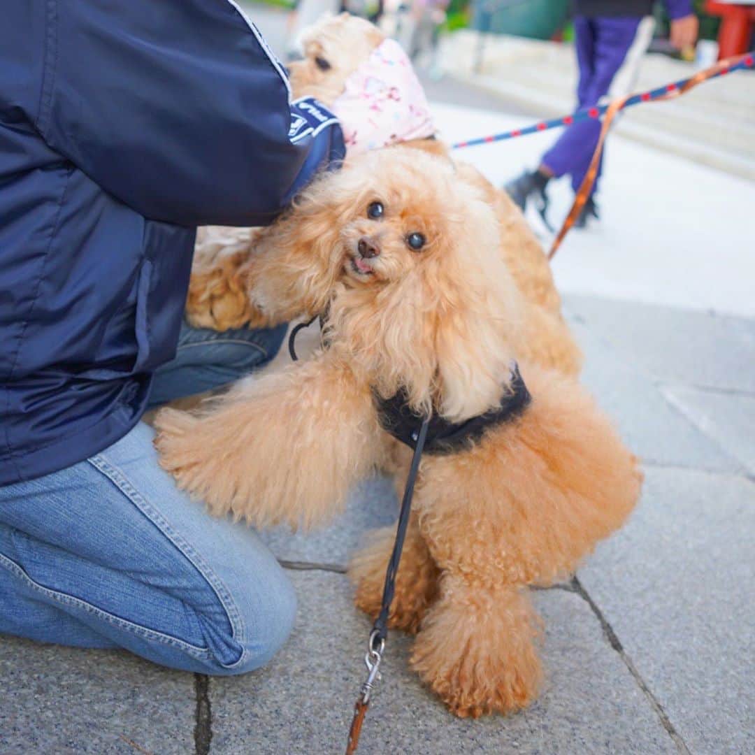 Toypoodle Mikuru?Asakusa Tokyoのインスタグラム：「20201020 Tuesday. Good morning! Friends 💕 今日も元気に朝肉活🍖 . ❶ 肉活戦線第一戦目 ❷ 第二戦目はペコママ❗️動画 ❸ 第三戦目はめいさちゃん❗️動画 . お家でもお外でも なんでこんなに肉欲旺盛なんだろう😅 . . . お天気良いから今日は ひるんぽもできそうだ😍 . #浅草寺 #朝活 #肉欲旺盛」