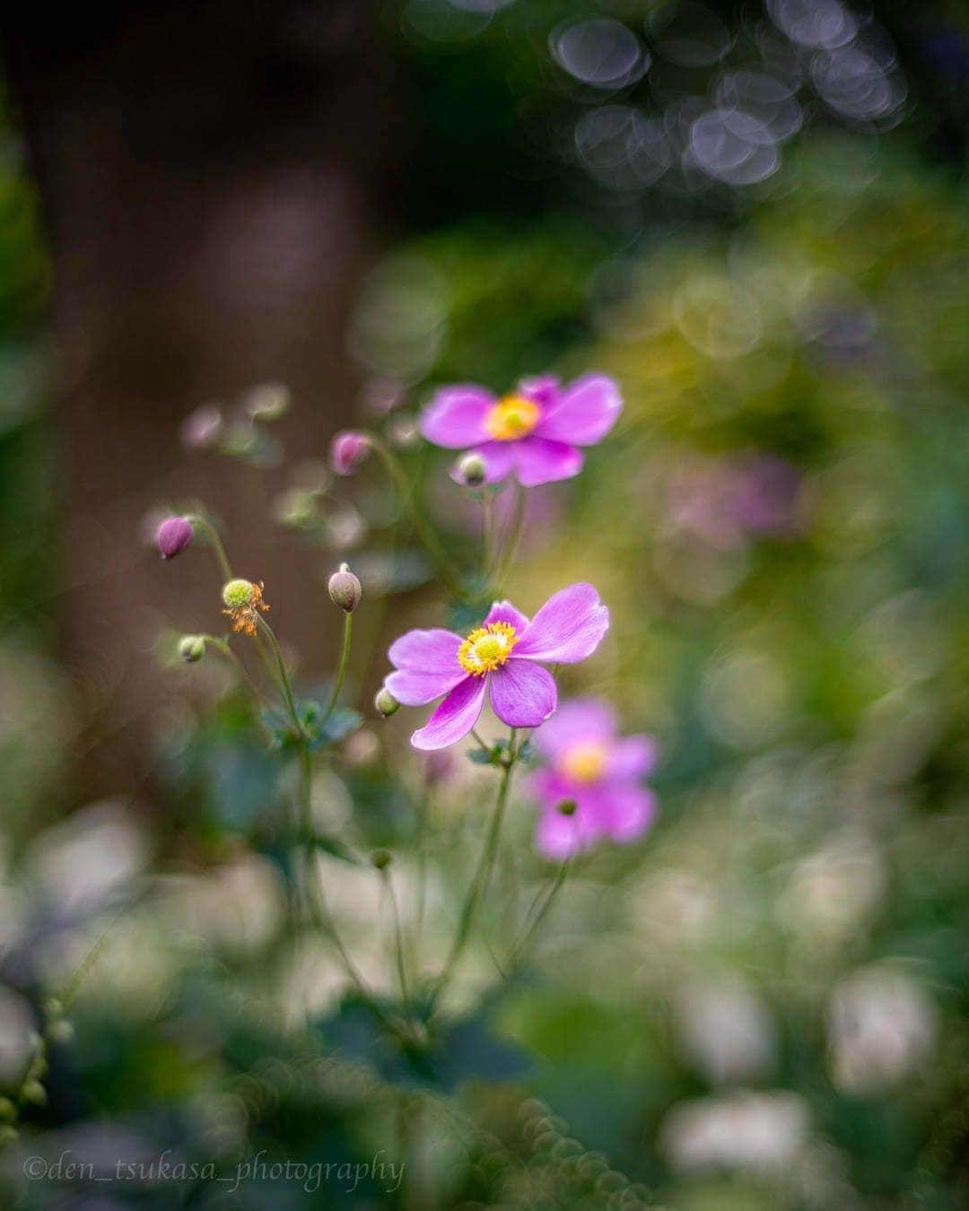 花の写真館のインスタグラム：「Photo by Den Tsukasa.⠀ .⠀ Original Post[投稿いただいたURL]⠀ https://www.facebook.com/photo.php?fbid=1182231895568883⠀ .⠀ 本アカウントは、 #私の花の写真 をつけてInstagramに投稿された皆さまの花の写真や、「花の写真館」Facebookページで投稿された花の写真を紹介します。⠀ 「花の写真館」Facebookページは、「 @floral.photograph 」のプロフィールにあるURLからご覧ください。⠀ .⠀ ※各自、政府、自治体など公的機関の指示に従った行動をお願いします。⠀⠀ 東京カメラ部および分室では、写真を「見る楽しみ」を提供することを通して、微力ながら皆様にわずかな時間でも癒しをお届けしたいと思っております。⠀ ※本アカウントは東京カメラ部がFacebook、Instagramのサービスを利用して運営しているもので、Facebook社・Instagramとは一切関係ありません。⠀ .⠀ #花の写真館 #floralphotograph #floralphoto #flower #flowers⠀ Follow: @floral.photograph」
