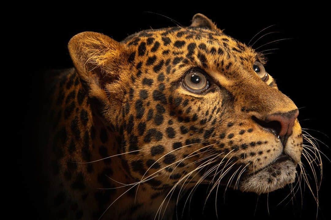 Joel Sartoreさんのインスタグラム写真 - (Joel SartoreInstagram)「One of nine subspecies, the Javan leopard is a solitary, nocturnal carnivore. With advanced vision and hearing, these predators are well equipped for hunting in dense forests. When on the prowl, these cats move with a slow, crouching walk, but can run at bursts of up to 37 miles per hour to chase down prey. They are also powerful jumpers, capable of covering up to 20 feet in one leap - an impressive adaptation that can also aid in subduing prey. Catch another glimpse of this species during part two of the Photo Ark special this Saturday at 10/9pm central on NatGeo Wild! Photo taken @tamansafariid. #leopard #javan #javanleopard #cat #predator #hunter #nocturnal #bigcat #PhotoArkSpecial #PhotoArk #savetogether」10月20日 19時33分 - joelsartore