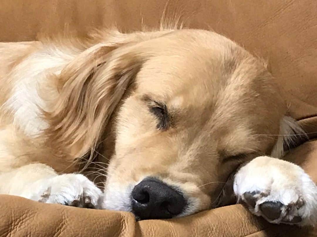 篠原信一のインスタグラム：「遊んで食べて寝る💤  #ゴールデンレトリバー  #小鉄とニコの大冒険  #goldenretriever #いぬすたぐらむ #いぬのいる暮らし #犬との暮らし #寝る #💤」