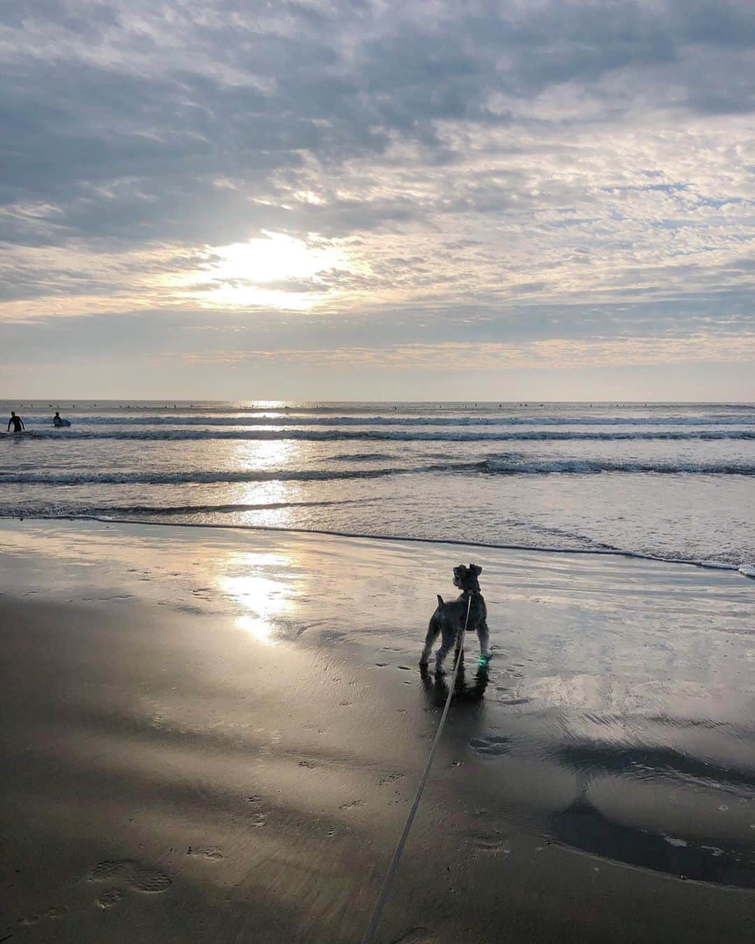 Yanagihara Hirokiさんのインスタグラム写真 - (Yanagihara HirokiInstagram)「今日は家族で千葉の海にgo to ・ 波乗りして　ライカは走りまわって ・ 犬がOKなお店で海鮮食べて ・ 充実した休日でした。 明日からまた頑張ります。 ・ ・ 来週26〜28日　@soie.official  お休み頂きます。 ・ 週末は埋まりやすいのでお早めのご予約オススメします。 #美容室#千葉#波乗り#サーフィン#ミニチュアシュナウザー#ヘアスタイル#東京#表参道#ケアブリーチ#ハイトーンカラー#ミニボブ#マッシュショート」10月20日 18時05分 - yanagihara_hiroki