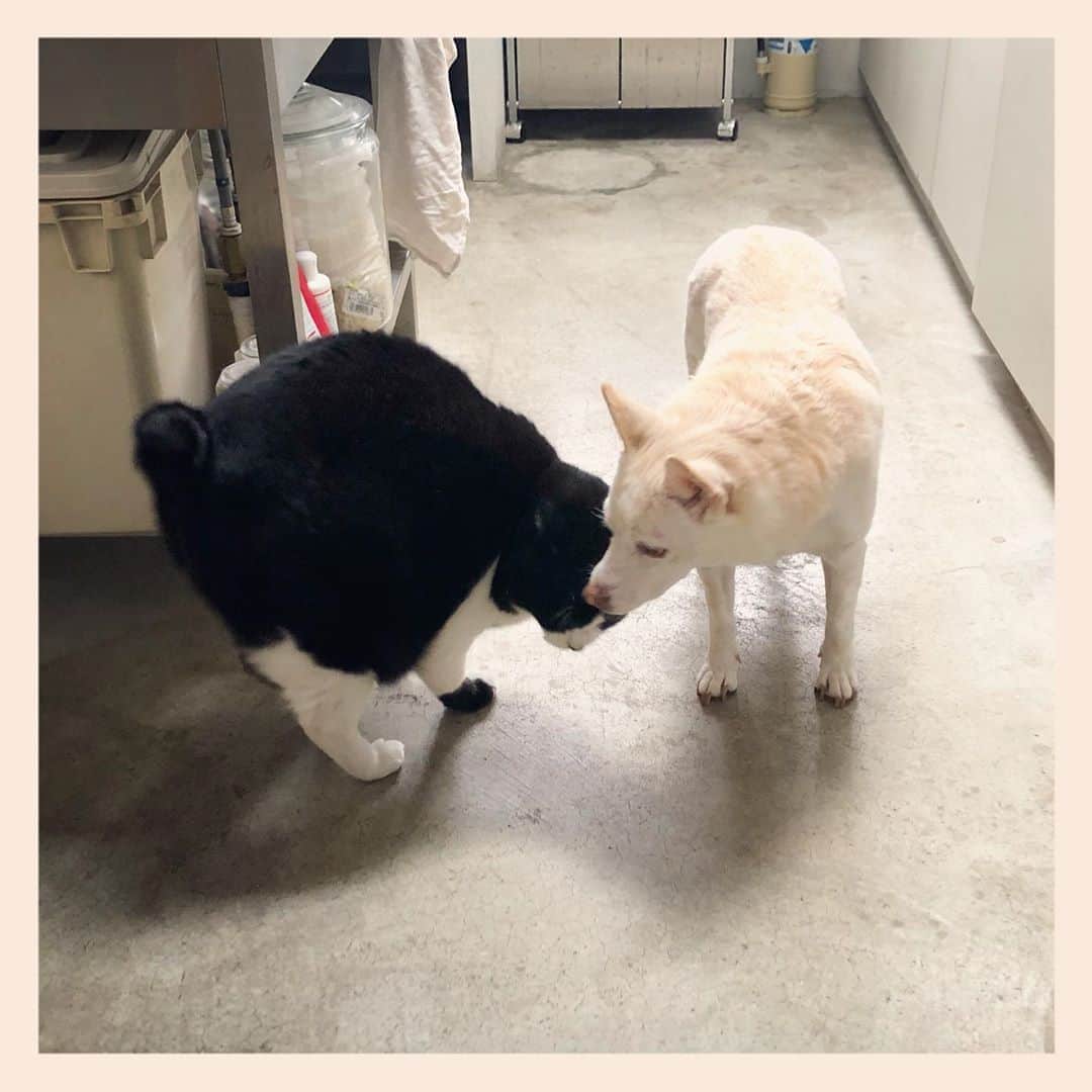 パンといっぴきのインスタグラム：「#元保護犬 #雑種犬 #犬と猫 #元保護猫 #白黒猫 #ハチワレ #blackandwhitecat #crossbreed #tuxedocat #mixdog #catanddog #キップル14歳」