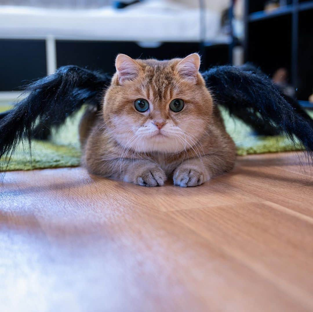 Hosicoさんのインスタグラム写真 - (HosicoInstagram)「This year they bought me a spider costume for Halloween 🕷」10月20日 18時24分 - hosico_cat