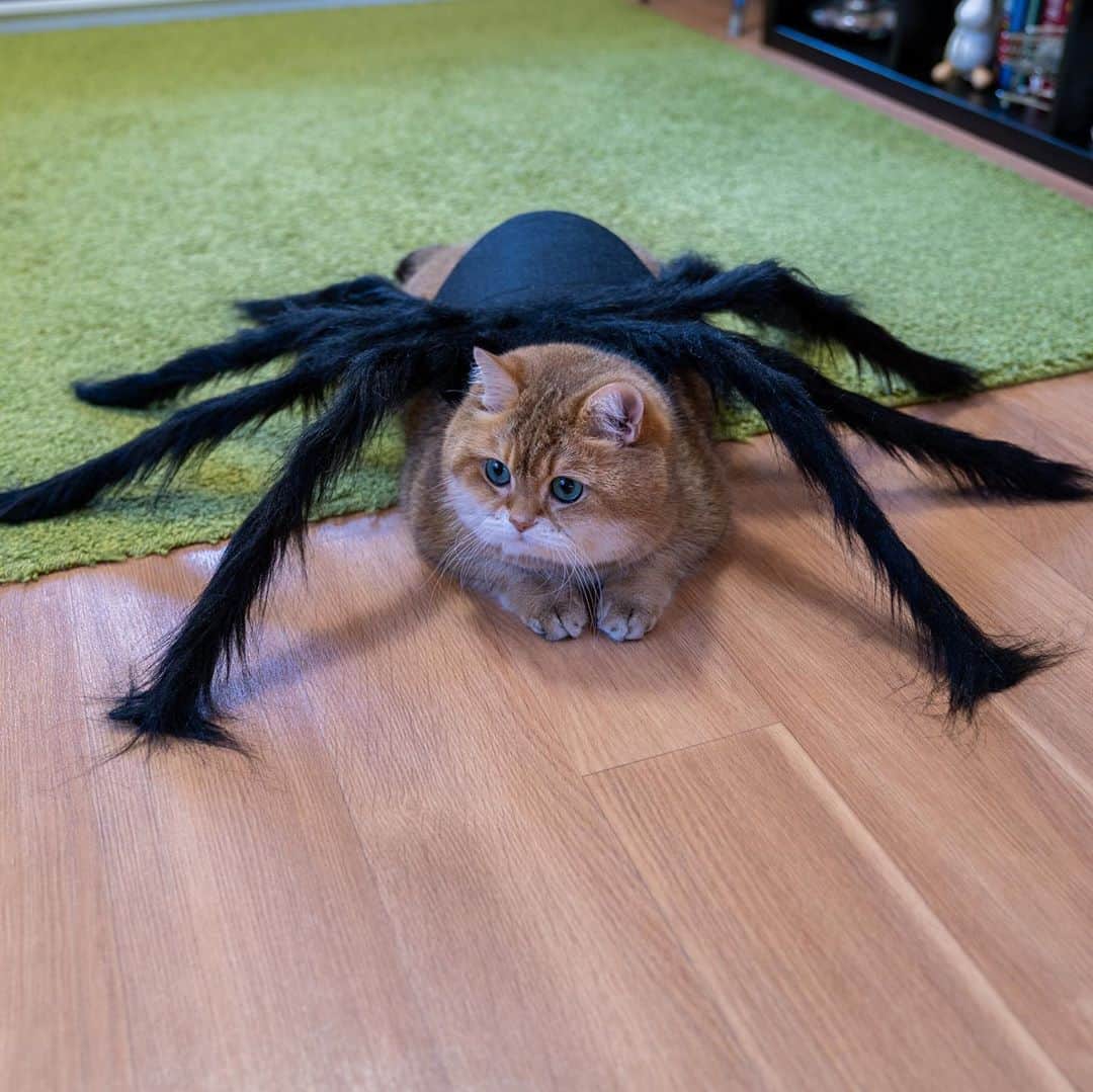 Hosicoさんのインスタグラム写真 - (HosicoInstagram)「This year they bought me a spider costume for Halloween 🕷」10月20日 18時24分 - hosico_cat