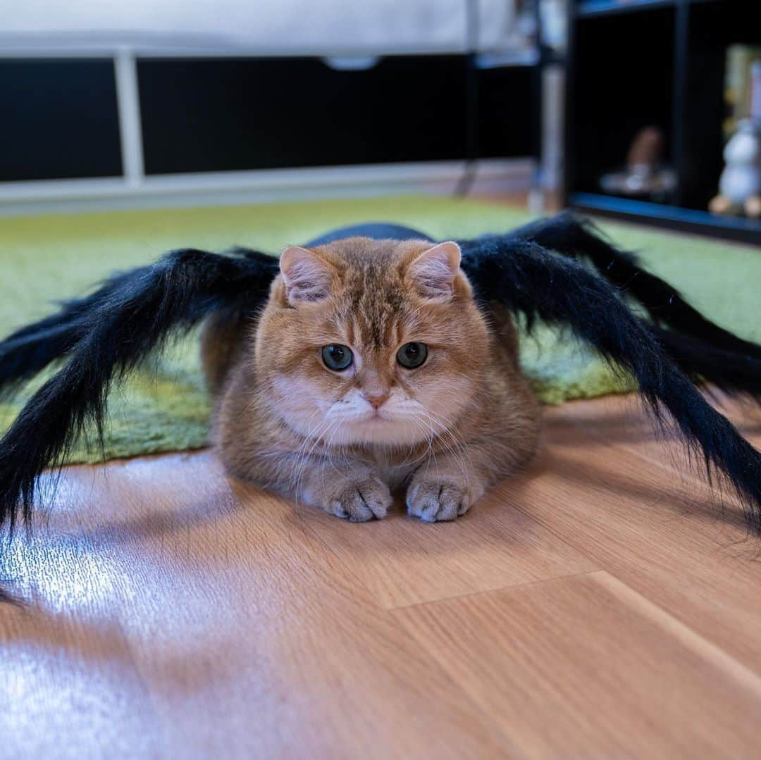 Hosicoさんのインスタグラム写真 - (HosicoInstagram)「This year they bought me a spider costume for Halloween 🕷」10月20日 18時24分 - hosico_cat