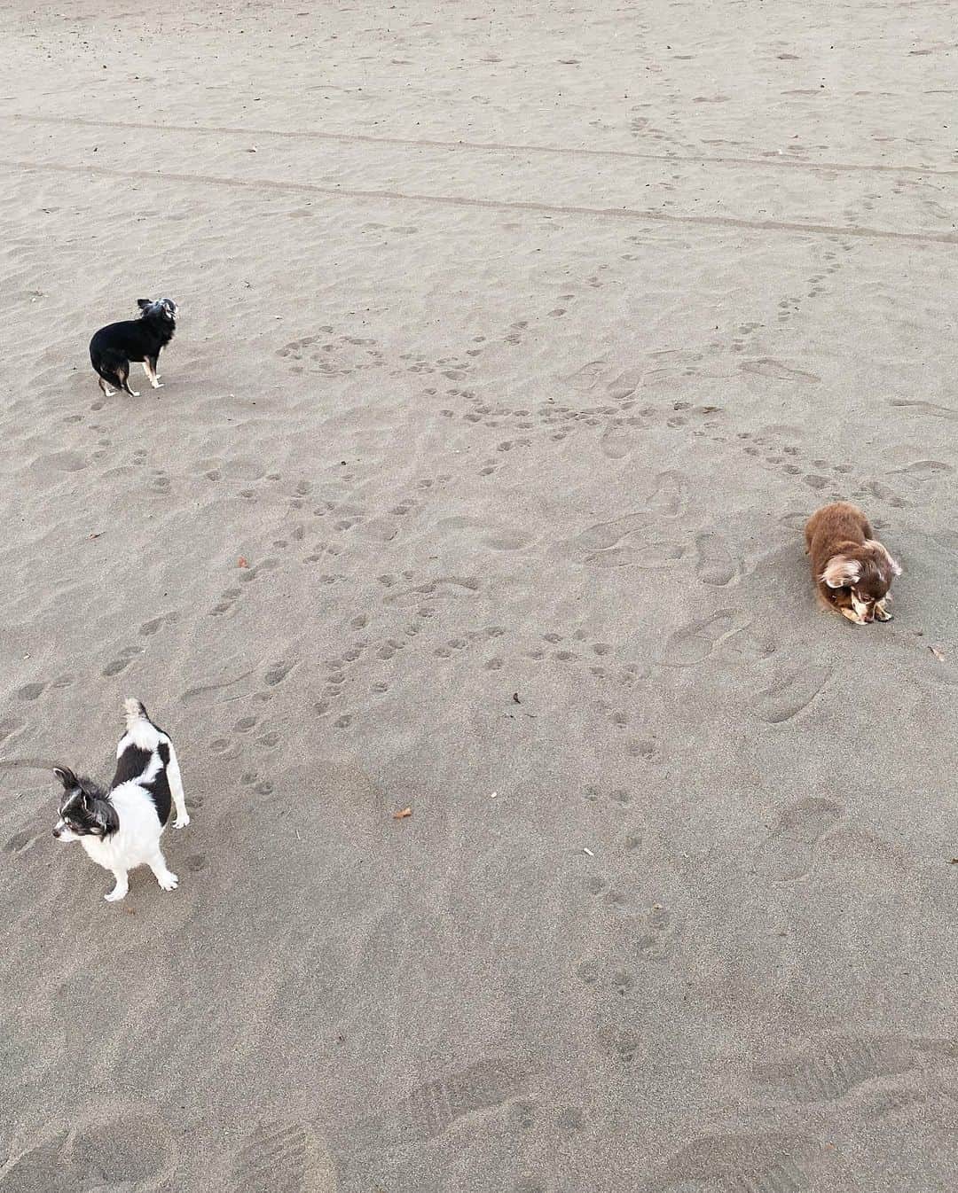 小澤名代さんのインスタグラム写真 - (小澤名代Instagram)「あっという間に夏が終わって、なかなか海に行けなかったけど、愛犬連れて七里ヶ浜に。  ノーリードでお散歩すると砂浜を走り回るのが可愛すぎて♡  夕焼けが綺麗で癒されました✨✨  #ブレクロ #七里ヶ浜 #チワワ」10月20日 18時31分 - ozawanayo