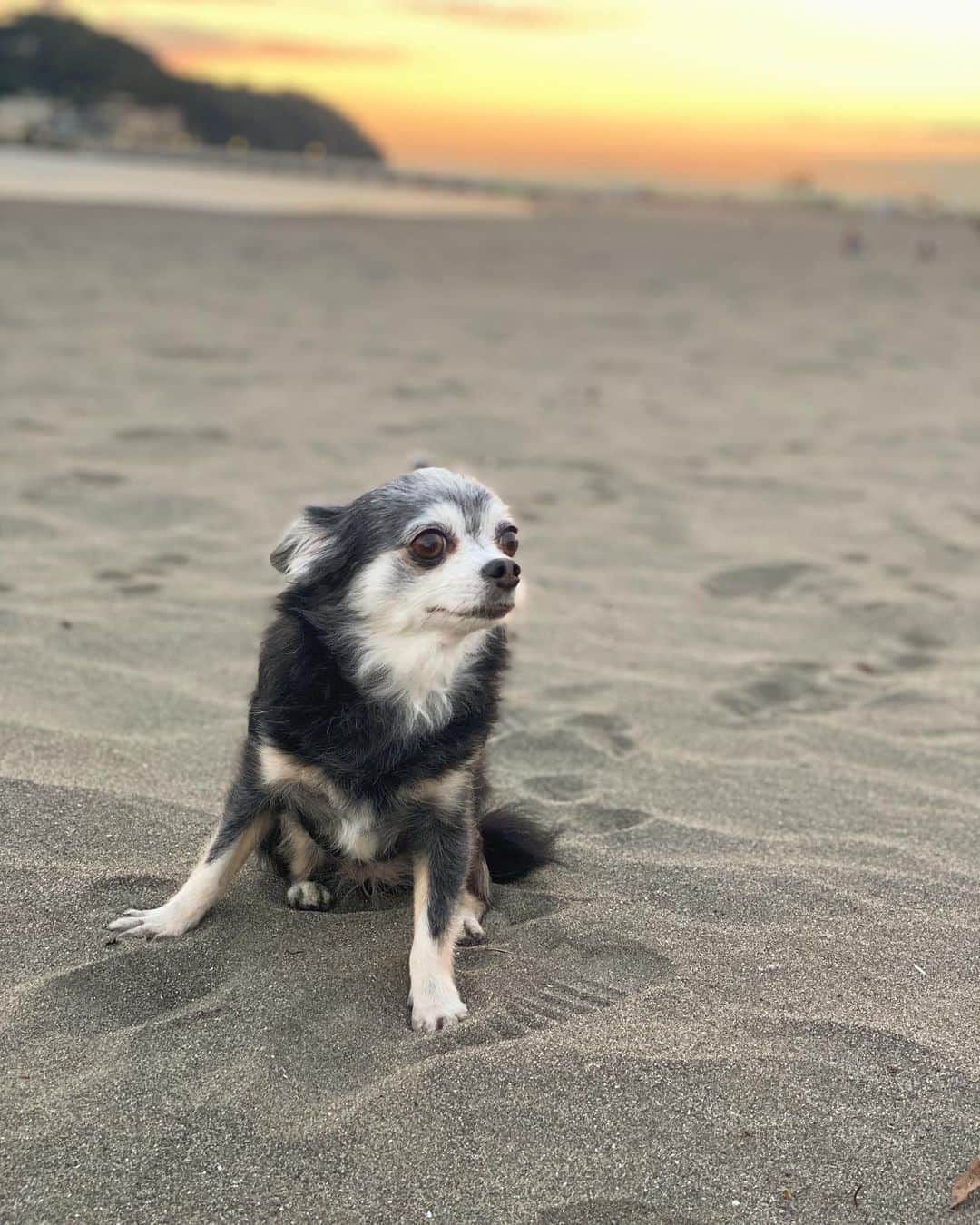 小澤名代さんのインスタグラム写真 - (小澤名代Instagram)「あっという間に夏が終わって、なかなか海に行けなかったけど、愛犬連れて七里ヶ浜に。  ノーリードでお散歩すると砂浜を走り回るのが可愛すぎて♡  夕焼けが綺麗で癒されました✨✨  #ブレクロ #七里ヶ浜 #チワワ」10月20日 18時31分 - ozawanayo