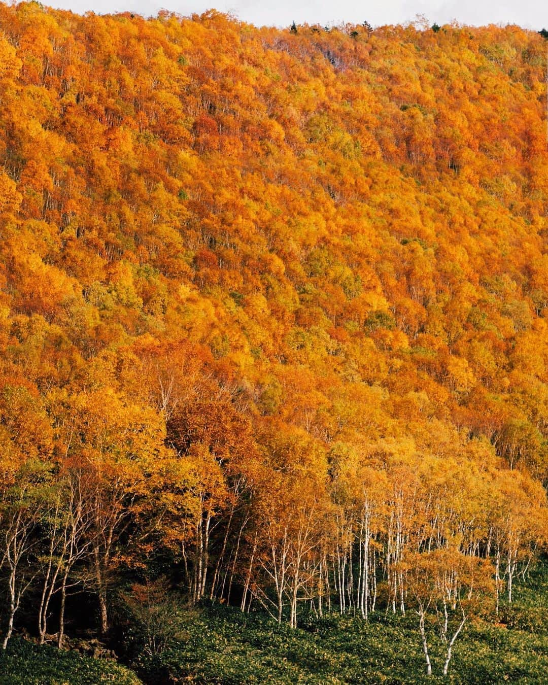 GENTAさんのインスタグラム写真 - (GENTAInstagram)「Autumn Color🍁 週末は長野へ行ってきました。 志賀高原では紅葉が見頃を迎えていて、圧巻の秋色でした🍁」10月20日 18時44分 - gnta