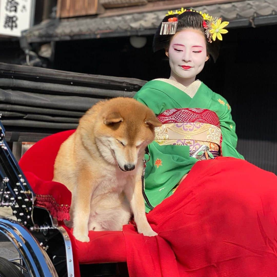 まる（まるたろう）さんのインスタグラム写真 - (まる（まるたろう）Instagram)「Have you ever ridden a rickshaw(Jinrikisya)？✨🐶 ✨みんな人力車っ乗った事ある？ #舞妓さんと一緒に乗せてもらったの #むふふふふ  #ええやろがい  #そこのお肉屋さんまでおなしゃす #日本の風景 #日本じゃ当たり前の光景 #えびす屋人力車」10月20日 18時37分 - marutaro