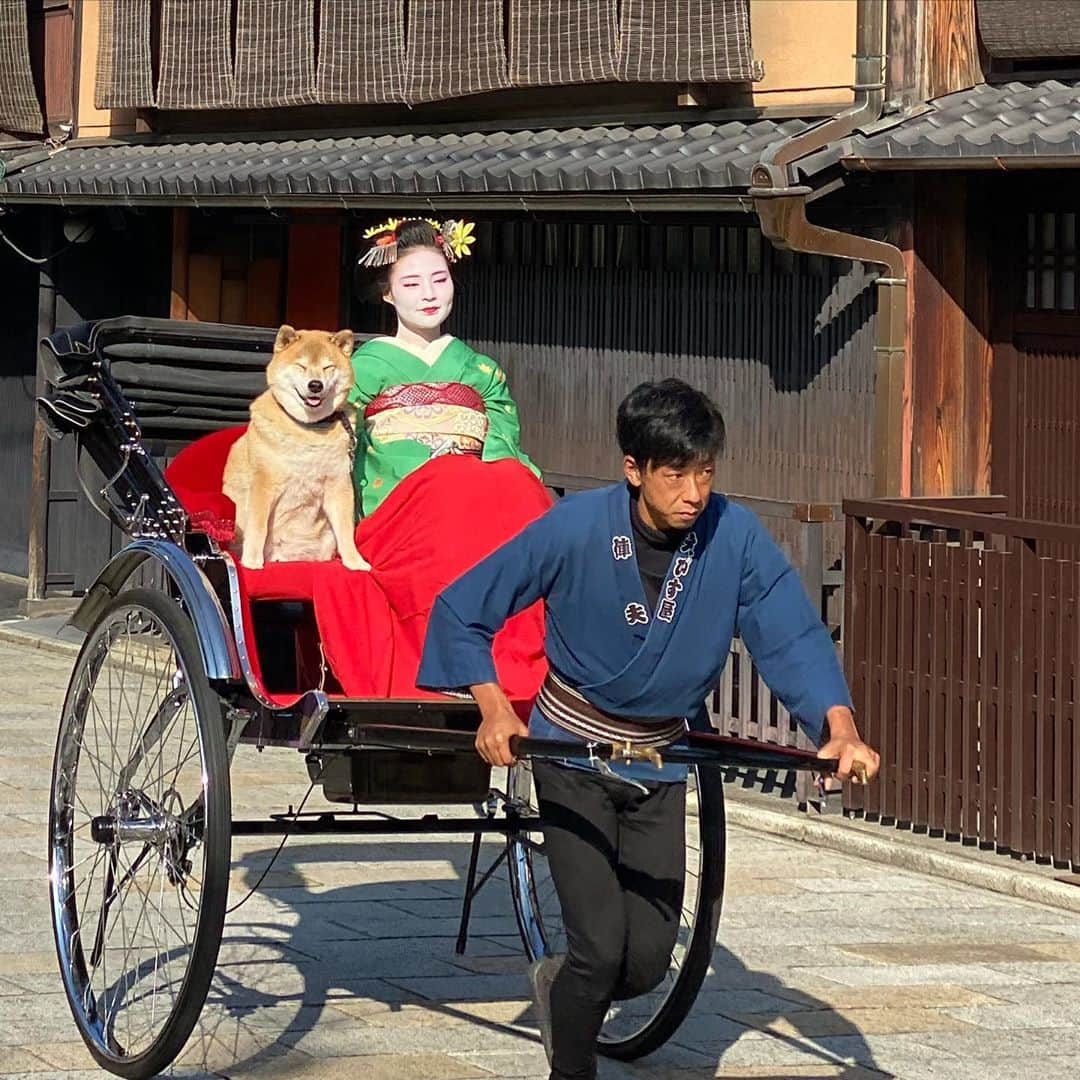 まる（まるたろう）さんのインスタグラム写真 - (まる（まるたろう）Instagram)「Have you ever ridden a rickshaw(Jinrikisya)？✨🐶 ✨みんな人力車っ乗った事ある？ #舞妓さんと一緒に乗せてもらったの #むふふふふ  #ええやろがい  #そこのお肉屋さんまでおなしゃす #日本の風景 #日本じゃ当たり前の光景 #えびす屋人力車」10月20日 18時37分 - marutaro