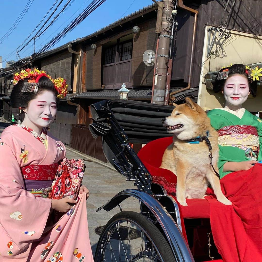 まる（まるたろう）さんのインスタグラム写真 - (まる（まるたろう）Instagram)「Have you ever ridden a rickshaw(Jinrikisya)？✨🐶 ✨みんな人力車っ乗った事ある？ #舞妓さんと一緒に乗せてもらったの #むふふふふ  #ええやろがい  #そこのお肉屋さんまでおなしゃす #日本の風景 #日本じゃ当たり前の光景 #えびす屋人力車」10月20日 18時37分 - marutaro