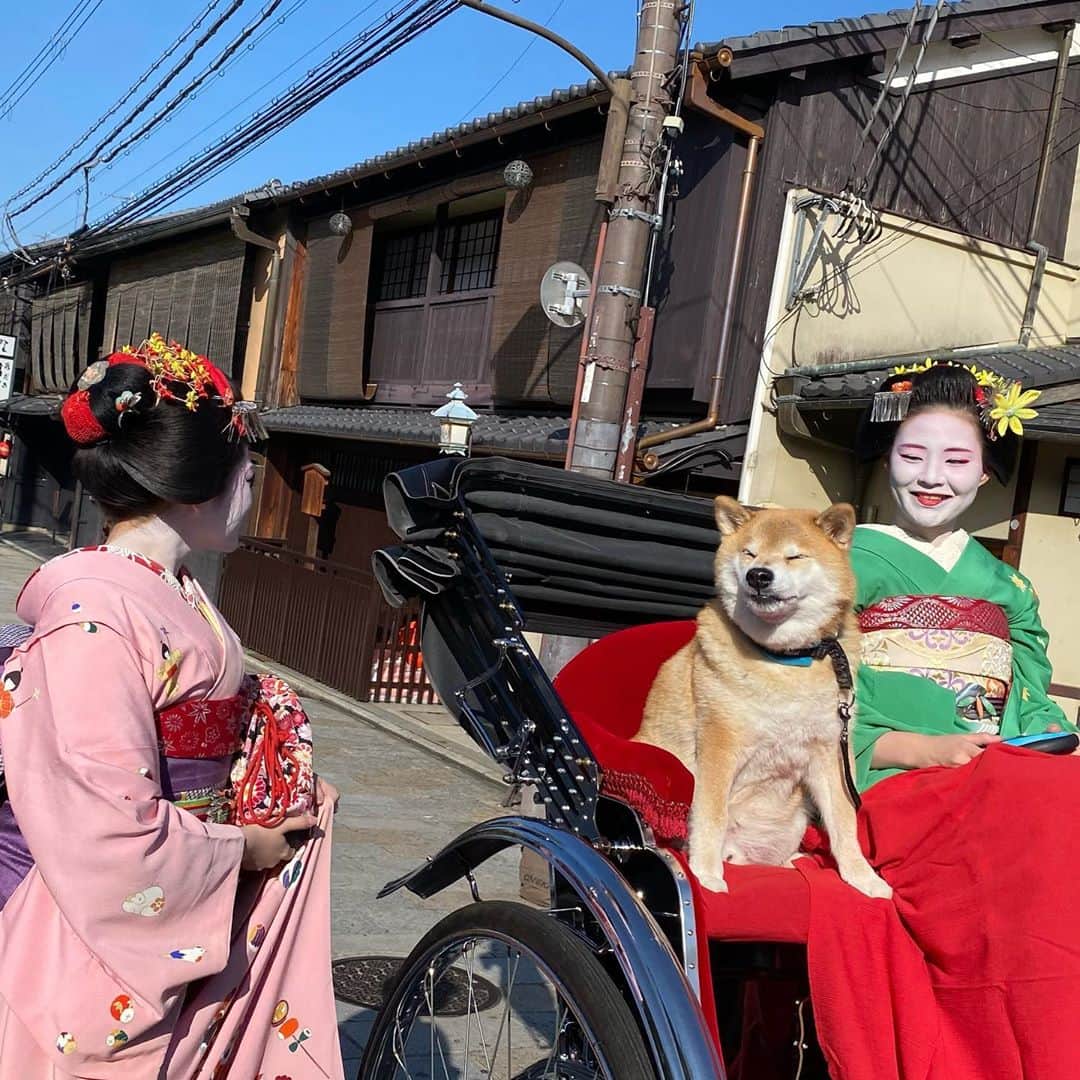 まる（まるたろう）さんのインスタグラム写真 - (まる（まるたろう）Instagram)「Have you ever ridden a rickshaw(Jinrikisya)？✨🐶 ✨みんな人力車っ乗った事ある？ #舞妓さんと一緒に乗せてもらったの #むふふふふ  #ええやろがい  #そこのお肉屋さんまでおなしゃす #日本の風景 #日本じゃ当たり前の光景 #えびす屋人力車」10月20日 18時37分 - marutaro