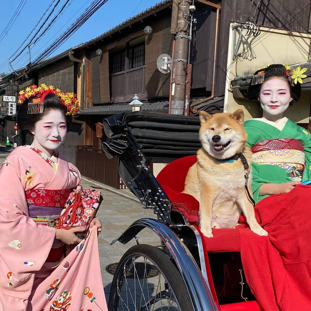 まる（まるたろう）さんのインスタグラム写真 - (まる（まるたろう）Instagram)「Have you ever ridden a rickshaw(Jinrikisya)？✨🐶 ✨みんな人力車っ乗った事ある？ #舞妓さんと一緒に乗せてもらったの #むふふふふ  #ええやろがい  #そこのお肉屋さんまでおなしゃす #日本の風景 #日本じゃ当たり前の光景 #えびす屋人力車」10月20日 18時37分 - marutaro