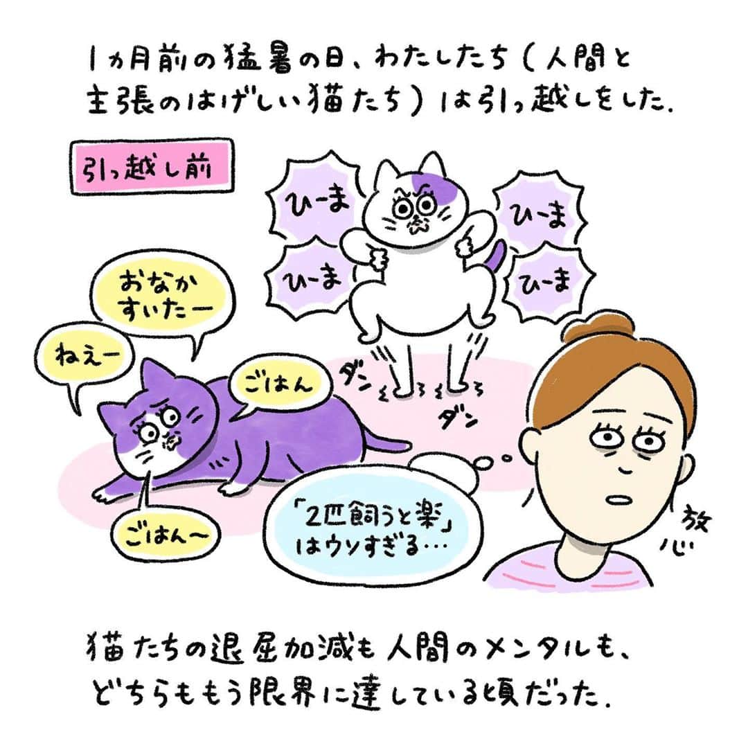 澤村 花菜のインスタグラム：「9月に引っ越しをしました。 前の家で食っちゃ寝生活をしていたぐみは、新居に来て追いかけっこの楽しさを思い出したようです。走りまくってちょっとスリムになりました😂  #ぐみごまのまんが#ねこ#猫の絵#イラスト#コミック#illustration#drawing#painting#catillustration」