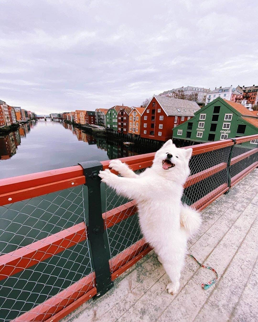 8crapさんのインスタグラム写真 - (8crapInstagram)「Henlo! Am your tourist today! - Want to get featured like him? Join “The Barked Club” on FACEBOOK and post something now! 👉 barked.com - 📷 @roamingpuppers - #TheBarkedClub #barked #dog #doggo #Samoyed」10月20日 19時00分 - barked