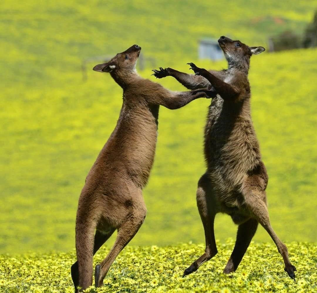 Australiaさんのインスタグラム写真 - (AustraliaInstagram)「What do you mean you ate all the leftovers!? 😲 @nikkiki73 spotted these two male kangaroos fighting it out on @authentickangarooisland, a common sight during this time of year when they’re trying to win the local female roo’s attention (and affection 😉!). This picturesque part of @southaustralia is known as 'nature’s playground', and with its ruggedly beautiful coastline and fascinating natural landmarks, it’s easy to see why. Find out more about this wildlife-packed island by visiting the link in our bio. #seeaustralia #seesouthaustralia #authenticKI #holidayherethisyear」10月20日 19時00分 - australia