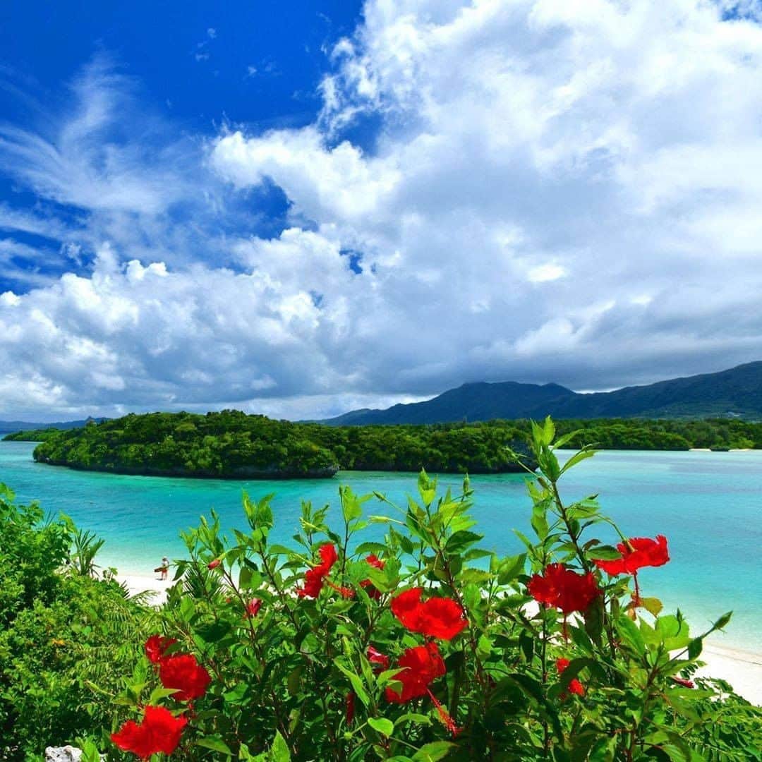 Be.okinawaのインスタグラム：「Beyond the lush greenery is the emerald blue sea. In Kabira Bay on Ishigaki Island, a beautiful world spreads out like a painting. Why don't you take a break by the bright red hibiscus flowers that bloom with nature’s blessings?  📍: Ishigaki Island / Kabira Bay 📷: @kiyotaka_kitajima_photo Thank you very much for the wonderful photos!  Hold on a little bit longer until the day we can welcome you! Experience the charm of Okinawa at home for now! #okinawaathome #staysafe  Tag your own photos from your past memories in Okinawa with #visitokinawa / #beokinawa to give us permission to repost!  #ishigakiisland #石垣島 #이시가키섬 #hibiscus #ハイビスカス #扶桑花 #히비스커스 #yaeyamaislands #japan #travelgram #instatravel #okinawa #doyoutravel #japan_of_insta #passportready #japantrip #traveldestination #okinawajapan #okinawatrip #沖縄 #沖繩 #오키나와 #旅行 #여행 #打卡 #여행스타그램」