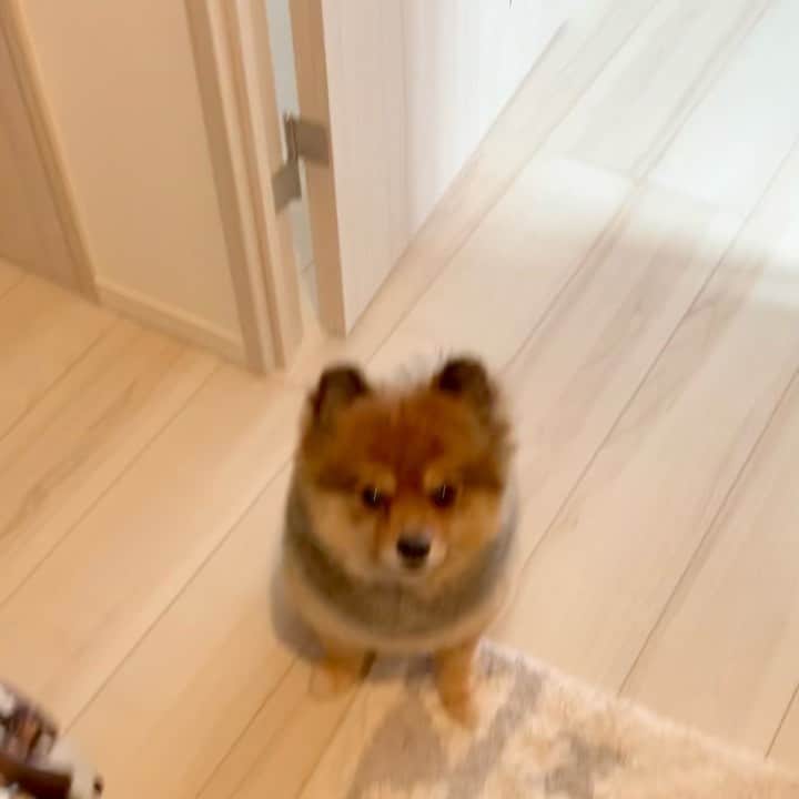 のインスタグラム：「家出る時にジャーキー🍖あげるんやけど、毎回このフェイドアウトの癖の強さ笑🐶  #リリスタグラム#lilistagram#ポメラニアン #ポメラニアンが世界一可愛い #ポメラニアン部 #ポメ #ポメスタグラム #犬 #犬バカ部 #いぬ部 #いぬら部 #いぬバカ部 #いぬのきもち #いぬぐみ #いぬすたぐらむ #ふわもこ部#ティックトック #pomeranian #pomeranians #pomeranianlove #pomeraniansofinstagram #pom #dog #dogstagram #doglover #doglife#tiktok#tiktoker#おでかけ」