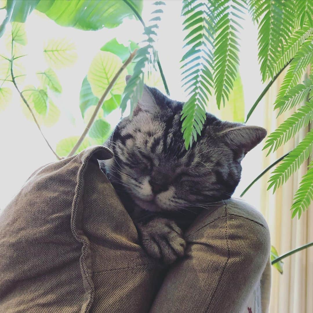 chai0219さんのインスタグラム写真 - (chai0219Instagram)「今朝のニャンズはそれぞれの場所で #へりーず #americanshorthair #kitty #kitten #cat #cats #catstagram #neco #アメショ #アメショー #アメリカンショートヘア #ねこ #猫 #ネコ #にゃんこ #ニャンコ #ねこ部 #猫もふ #ねこのきもち #ねこのいる生活 #ねこのいる暮らし #慢性腎不全猫 #慢性腎不全闘病中」10月20日 10時48分 - chai0219