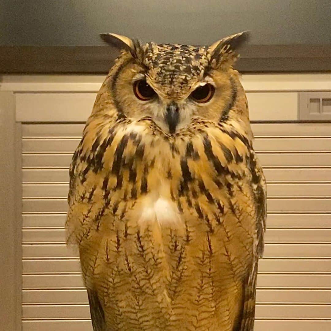 GEN3 Owlのインスタグラム：「怒ってる / He is angry 🔥 #owl #owlgaru」