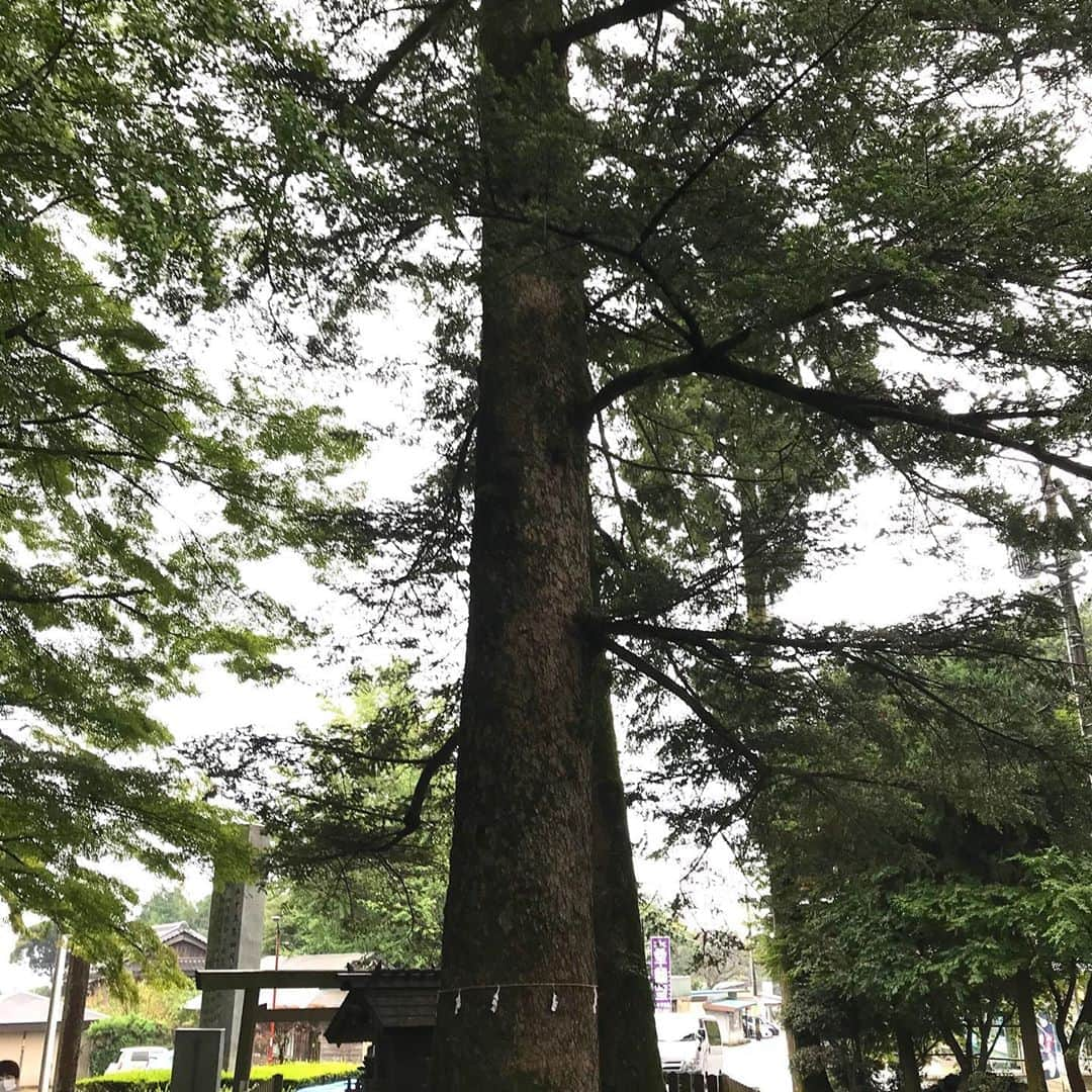 土屋眞弓さんのインスタグラム写真 - (土屋眞弓Instagram)「椿大神社へ  新幹線の楽しみは富士山🗻 いつもこの場所で撮影しちゃいます❣️ 例えばどんなに嫌なことがあっても、富士山見ると癒されます☺️  思うところあって三重県鈴鹿に鎮座する椿大神社に参拝しました🙏 私には縁が深くある神様が祀られており、名古屋から大好きな友人の車で雨の中ドライブ☔️ 椿大神社に到着する頃には小雨になり、参道に足を踏み入れると空気の変化に身が引き締まるのを感じながら玉砂利の心地良い音が響いていました  お酒を奉納し、大切な人たちの幸せをお祈りしてきました 御祈祷して頂いている間にもの凄い雨が降っていましたが、終了した時には雨もやみ、凛とした爽やかな気持ちで椿大神社をあとにしました😊  一番最後の写真は帰りの高速から見えた山の中腹にかかる雲が雲海の様に見え、一緒の撮影で撮った写真です 一緒に行った友人も運転しながら感動していましたので、みなさんにもお裾分け✨✨✨  良い一日のスタートです‼️ この後は大好きなひつまぶし❤️❤️❤️  #椿大神社 #萬幡豊秋津師比売命  #富士山 #猿田彦大神」10月20日 11時15分 - mayumi.vivian