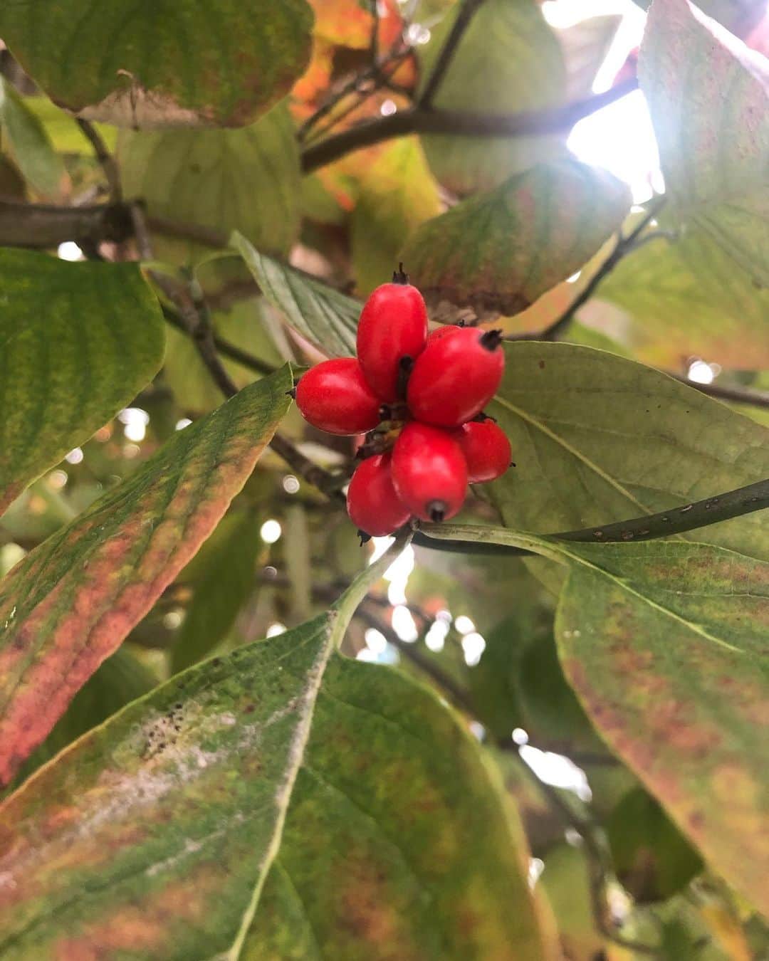 竹川美子のインスタグラム：「ハナミズキの実☘️ #ハナミズキの実 #赤い実 #花だけじゃなく #紅葉の季節 #秋 #街路樹 #癒し」
