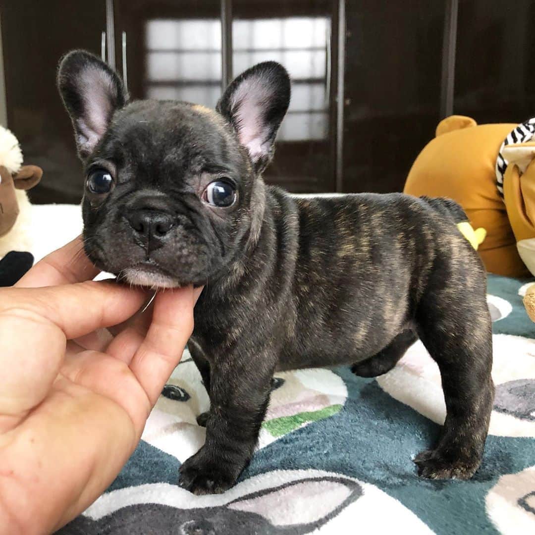 のインスタグラム：「She’s Pawfect😍❤️ #frenchie #cute #bulldog」