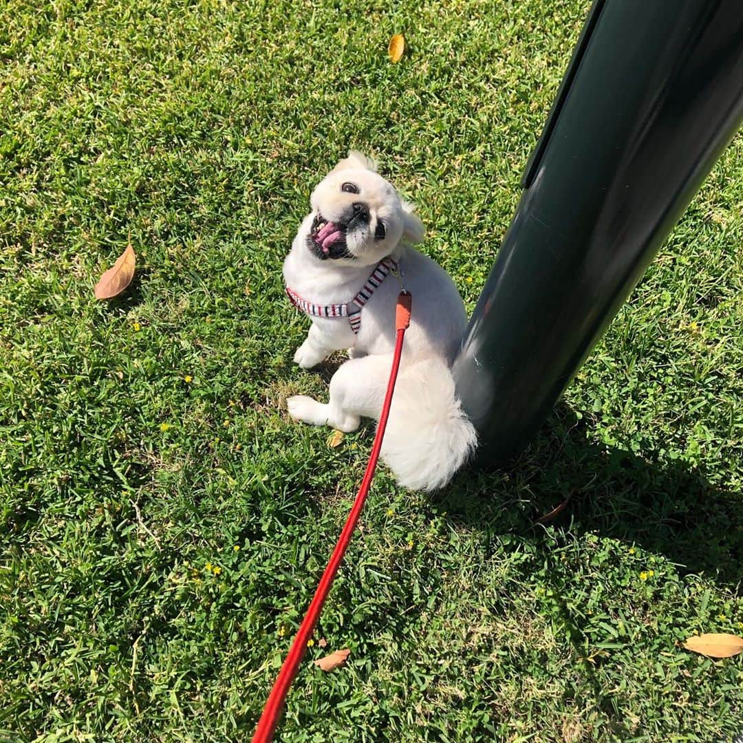 のインスタグラム：「気持ち良さそうにふんばるねぇ…(カメラ向けたら怒られちゃった😂)  #pekingese #ペキニーズ　#あさんぽ🐾 #犬界の藤原竜也　#そろそろドッグラン行きたい」