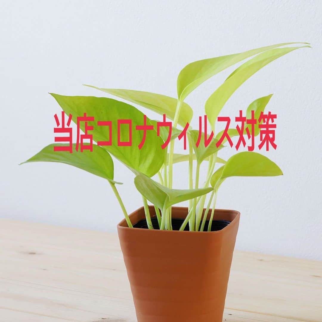 Relaxation & Spa Kokuaさんのインスタグラム写真 - (Relaxation & Spa KokuaInstagram)「当店コロナウィルス対策🙆‍♀️ . Kokuaでは新型コロナウィルス対策を徹底しています！ . ご来店いただいたお客様に 安心・安全に施術を受けていただくことこそがリラクゼーションサービスと考えております😌 . お客様とセラピストの安心と安全を第一に考えての予防対策となりますのでご理解ご協力をお願い致します🙏 . #kokua #コクア #マッサージ #癒し #メンズエステ #メンエス #メンズマッサージ #メンエス好きな人と繋がりたい #メンズエステセラピスト #セラピスト#セラピストと繋がりたい #セラピスト募集 #肩こり #肩こり解消 #肩こり改善 #恵比寿 #渋谷　#恵比寿ガーデンプレイス #恵比寿東口 #東京#コロナウィルス対策 #コロナウィルス対策サロン #コロナに負けるな」10月20日 11時51分 - kokua_insta