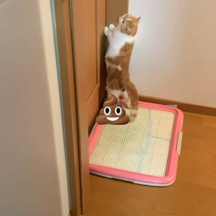 こちょねこ父さんのインスタグラム