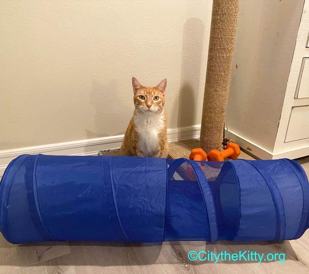 City the Kittyのインスタグラム：「Let’s play! 😺  #catplay  #whatareyouwaitingfor」
