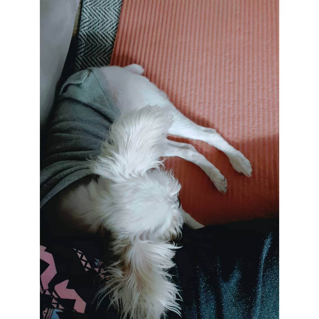 ソン・ウンソさんのインスタグラム写真 - (ソン・ウンソInstagram)「로이뽀뽀♡ 엄마껌딱지로이♡  항상내가있는곳으로와서잔다  #가족#반려견#16년째동거중#내딸#견생#건강하게만자라다오❤️」10月20日 12時44分 - soneunseo85