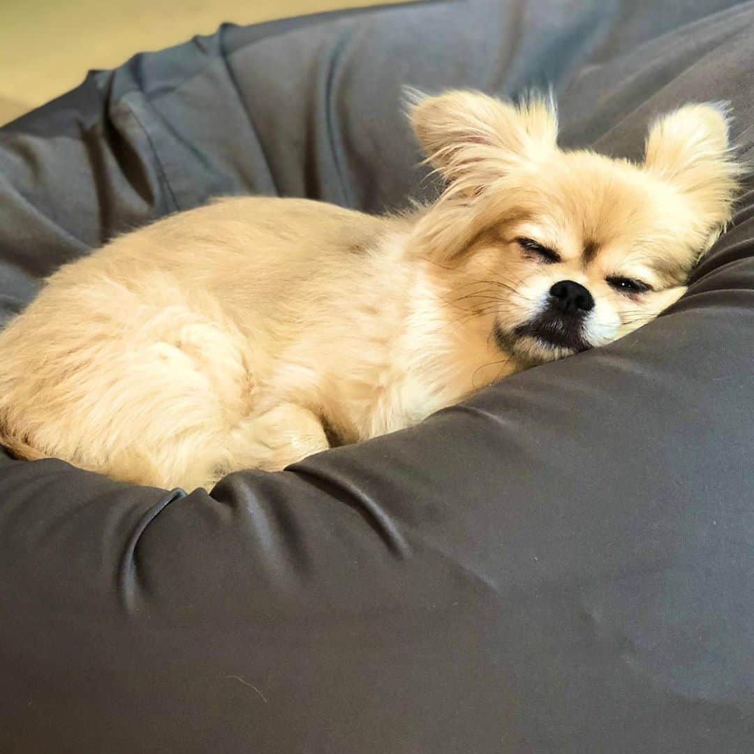 のインスタグラム：「無印のひとをだめにするソファも、ちゃこのお気に入りスポットです。満足げな顔した写真が撮れました📸」