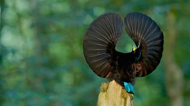 Tim Lamanさんのインスタグラム写真 - (Tim LamanInstagram)「Video by @TimLaman.  The male Victoria’s Riflebird doesn’t have the world’s most melodious call – but boy does he have the dance moves!  In Queensland, Australia’s rainforest, riflebirds (a type of bird-of-paradise) choose a display pole, and when their call draws in a female, put on a performance to try to be chosen as her mate.   SALE ENDING! Last day Tuesday of my current Bird-of-Paradise print sale.  Prints of this Victoria’s Riflebird and many other species available in my gallery www.timlamanfineart.com (link in bio). 50% of proceeds will be donated to support people in Papua have have lost their livlihood via birding tourism due to covid. #VictoriasRiflebird #birdsofparadise #Queensland #Australia #dancing #birds」10月20日 13時01分 - timlaman