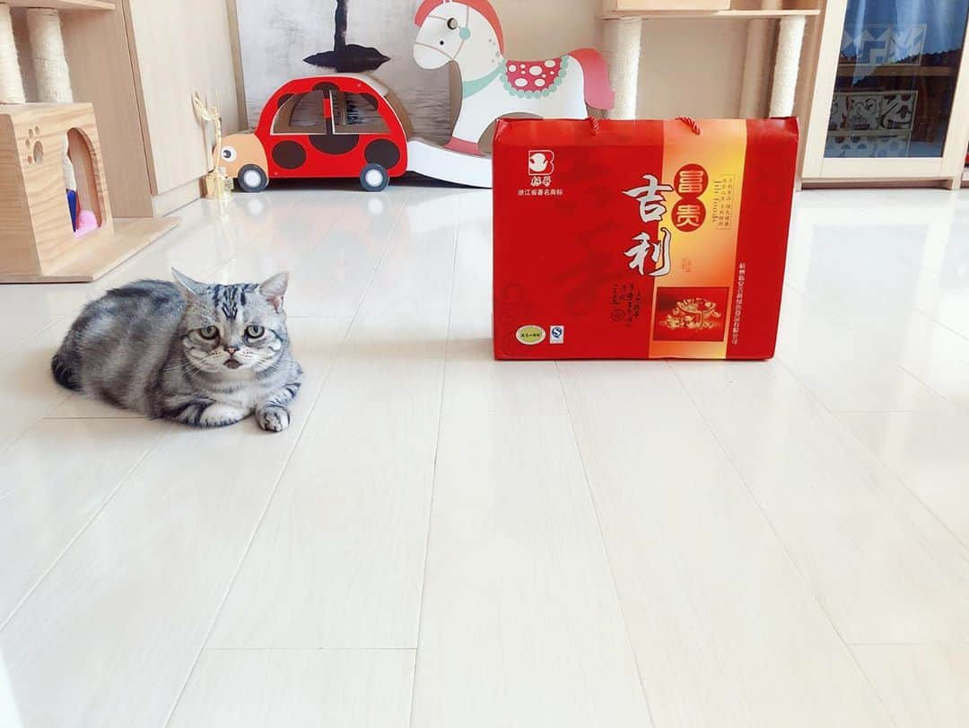 ルフさんのインスタグラム写真 - (ルフInstagram)「#luhu:”It looks like some delicious in the box ! But it’s not canned and not fruit after i smell it,i m unhappy ☹ ️..." - - #cat #cute #sadcat #angel #adorable #lovely #funny」10月20日 13時07分 - lanlan731