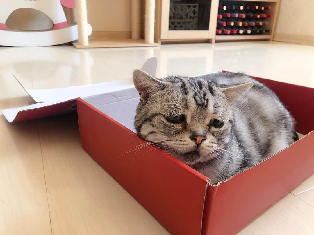 ルフさんのインスタグラム写真 - (ルフInstagram)「#luhu:”It looks like some delicious in the box ! But it’s not canned and not fruit after i smell it,i m unhappy ☹ ️..." - - #cat #cute #sadcat #angel #adorable #lovely #funny」10月20日 13時07分 - lanlan731