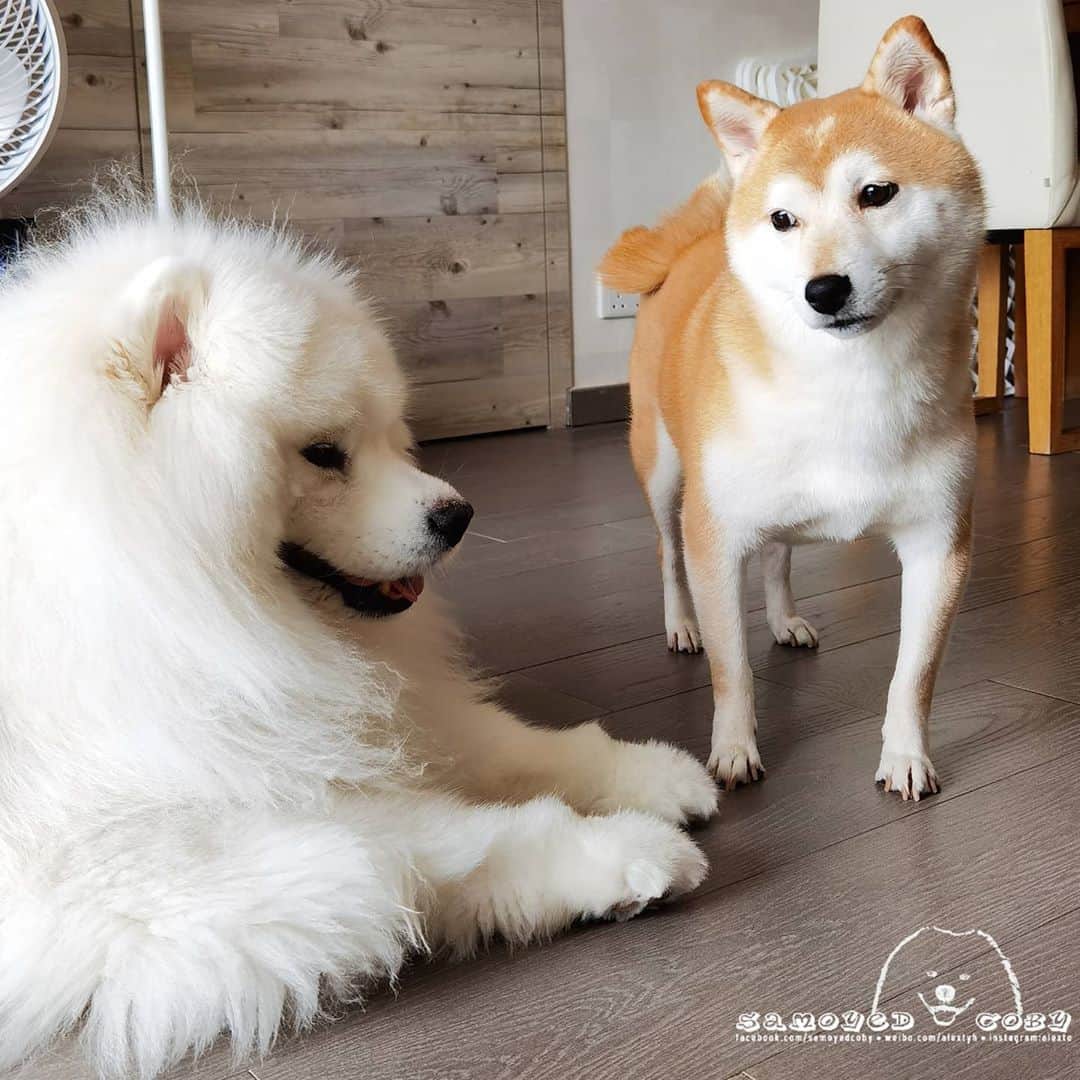 Alex Toのインスタグラム：「😛👀😛👀 #cute #dog #doglover #dogsofinstagram #dogoftheday #dogofthedayjp #dogstagram #fluffy #hkig #hongkong #ilovemydog #instadog #instagood #instamood #instagraphy #shibainu #samoyedoninstagram #pet #petlovers #petsofinstagram #petstagram #photooftheday #puppy #pupsofinstagram #samoyed #samoyedsofinstagram #webstagram #犬 #サモエド」