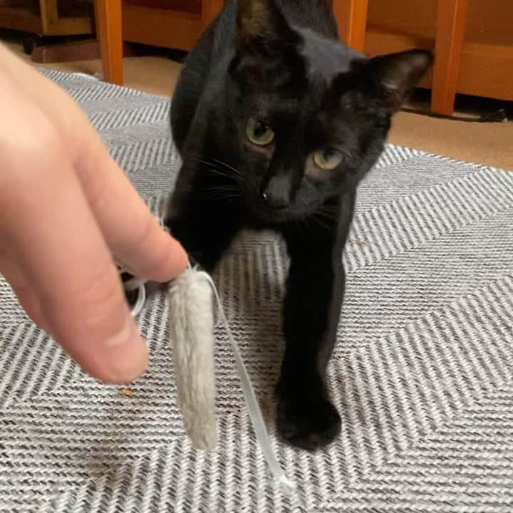 MAKO0MAKO0のインスタグラム：「Kuromitu plays fun. #cat #kuromitu #catlover #catworld #catoftheday #mako0mako0 #ねこ　#くろみつくん #かわいい黒猫　#遊ぶ猫　#まこまこ　#猫のいる暮らし #猫のいる生活 #猫スタグラム」