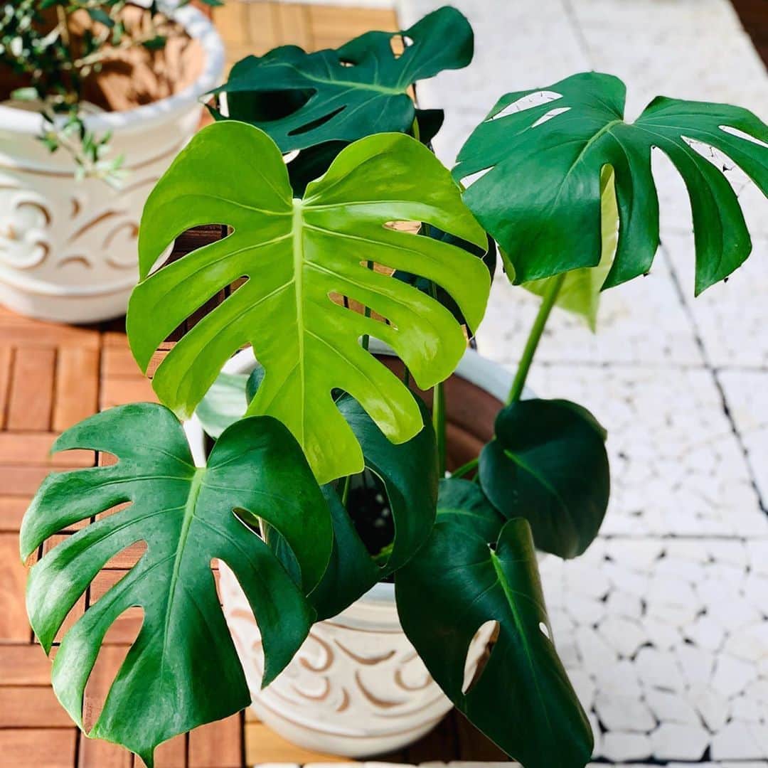 のインスタグラム：「うちのベランダガーデニング🌿🍃🌳 念願のオリーブの木🌿とモンステラ🌿仲間入り🍃 #アメブロにて公開中  #軽井沢で買ってきた鉢 #お気に入り  #植木鉢 #お洒落な鉢 #3ヶ月後に植え替えます🌿 #モンステラ #モンステラ成長記録  #オリーブ #オリーブの木 #大きく育て #観葉植物 #ベランダガーデニング  #ベランダ #ベランダガーデン」